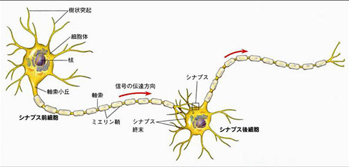 神経細胞の構造