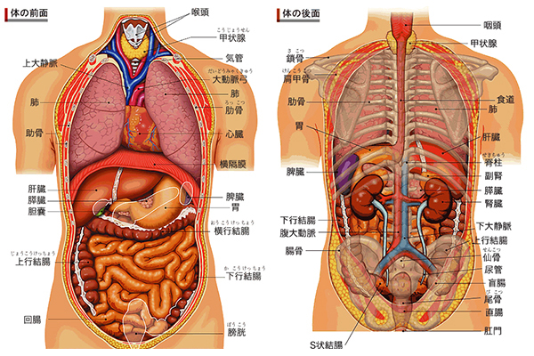 胸腹部臓器