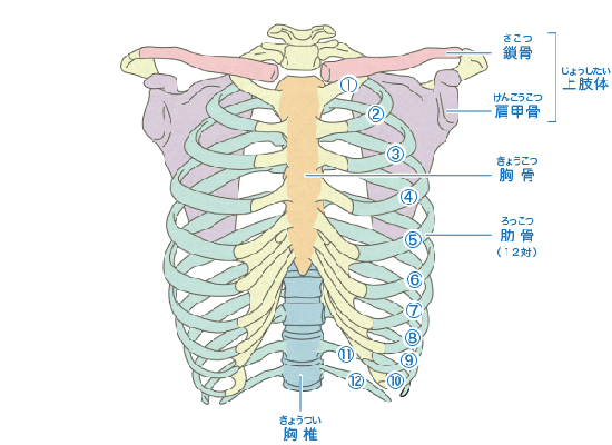 鎖骨・胸骨・肋骨・肩甲骨