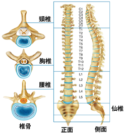 脊椎の解剖図